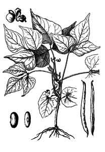 Fabaceae Phaseolus vulgaris L. 
