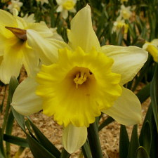 Amaryllidaceae Narcissus x hybridus hort. cv. Van Werelds Favourite