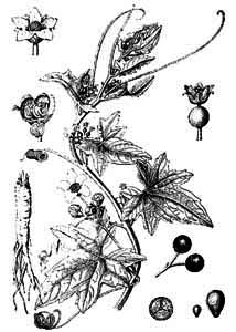Cucurbitaceae Bryonia alba L. 