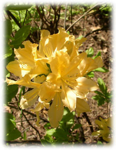 Ericaceae Rhododendron japonicum Sur. var. aureum
