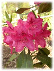 Ericaceae Rhododendron x hybridum hort. cv. Nova Zembla