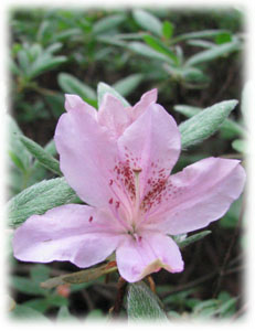 Ericaceae Rhododendron poukhanense H. Lev. 