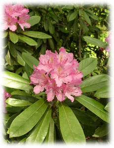 Rhododendron smirnowii Trautv. x R. catawbiense Michx. 