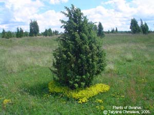 Cupressaceae Juniperus communis L. 