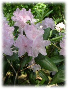 Rhododendron carolinianum Rehder 