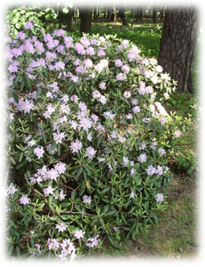 Ericaceae Rhododendron carolinianum Rehder 