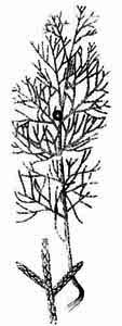 Cupressaceae Juniperus sabina L. 