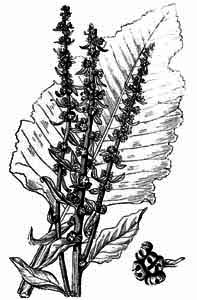 Chenopodiaceae Beta vulgaris L. 