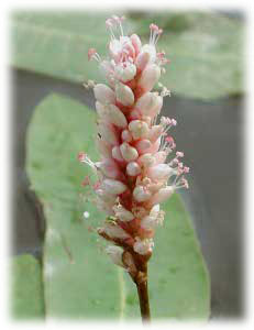 Polygonaceae Persicaria amphibia (L.) S.F. Gray 