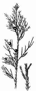 Cupressaceae Juniperus virginiana L. 