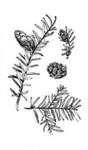 Pinaceae Tsuga canadensis (L.) Carriere 
