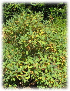 Ericaceae Rhododendron canadense (L.) Torr. var. albiflorum