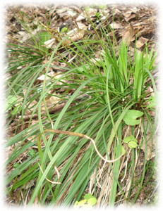 Cyperaceae Carex digitata L. 