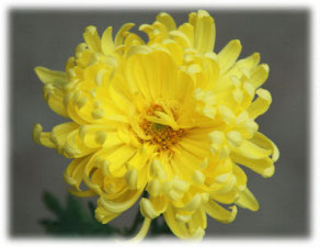 Asteraceae Chrysanthemum indicum L. cv. Космическим Братьям