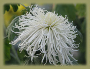 Хризантема индийская  сорт White Spider