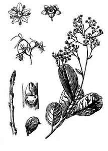 Anacardiaceae Cotinus coggygria Scop. 