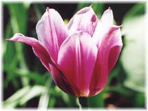 Tulipa x hybrida hort. cv. Ballada