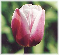Tulipa x hybrida hort. cv. Ollioules