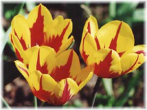 Tulipa x hybrida hort. cv. Prince Carnaval