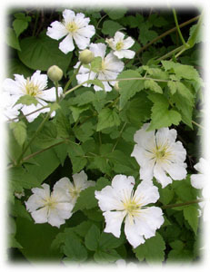 Clematis fargesii Franch. 
