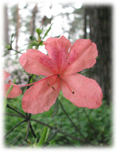Rhododendron kaempferi Planch. 