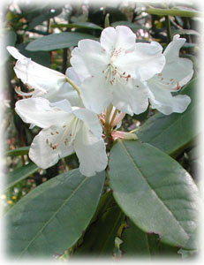 Rhododendron fargesii Franch. 