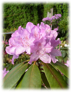 Ericaceae Rhododendron x hybridum hort. cv. Roseum Elegans