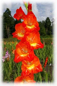 Gladiolus x hybridus hort. cv. Fudge