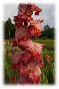 Gladiolus x hybridus hort. cv. Cinnamon Toast