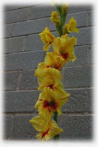 Gladiolus x hybridus hort. cv. Jester