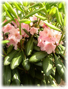 Ericaceae Rhododendron x hybridum hort. cv. Helsinky University