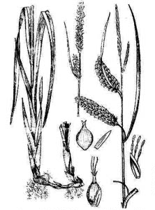 Cyperaceae Carex vesicaria L. 