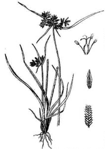 Cyperaceae Cyperus fuscus L. 