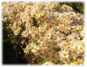 Chrysanthemum coreanum (H. Levl. et Vaniot) Nakai ex T. Mori cv. Доброе Утро
