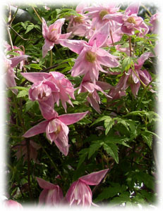 Atragene alpina L. cv. Markham Pink