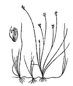 Cyperaceae Eleocharis acicularis (L.) Roemer et Schultes 