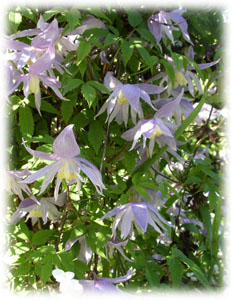 Atragene macropetala Ledeb. cv. Floralia