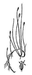 Cyperaceae Eleocharis palustris (L.) Roemer et Schultes 