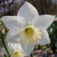 Amaryllidaceae Narcissus x hybridus hort. cv. Worcester
