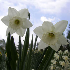 Amaryllidaceae Narcissus x hybridus hort. cv. Worcester