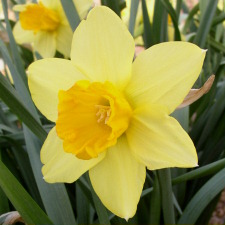 Amaryllidaceae Narcissus x hybridus hort. cv. Red Night