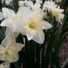 Amaryllidaceae Narcissus x hybridus hort. cv. Roussilon