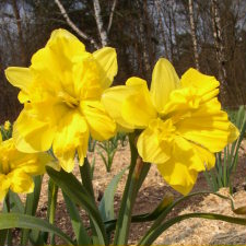 Amaryllidaceae Narcissus x hybridus hort. cv. Sun Collar