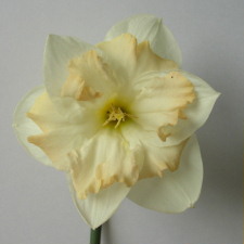 Amaryllidaceae Narcissus x hybridus hort. cv. Etincelante