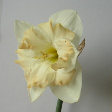 Amaryllidaceae Narcissus x hybridus hort. cv. Etincelante