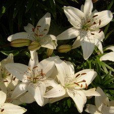 Liliaceae Lilium x hybridum hort. cv. Sterling Star