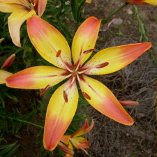 Liliaceae Lilium x hybridum hort. cv. Мичуринская Ода