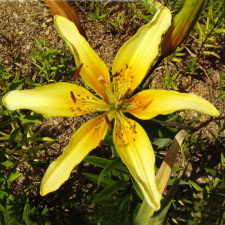 Lilium x hybridum hort. cv. Birzi