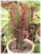 Euphorbia trigona Haw. var. Purpurea