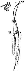 Cyperaceae Holoschoenus vulgaris Link 